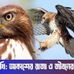 বাংলাদেশে ইন্সুরেন্স কোম্পানীগুলোর বেহাল অবস্থা।